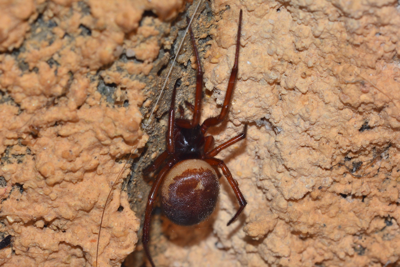 Steatoda nobilis Steatoda nobilis